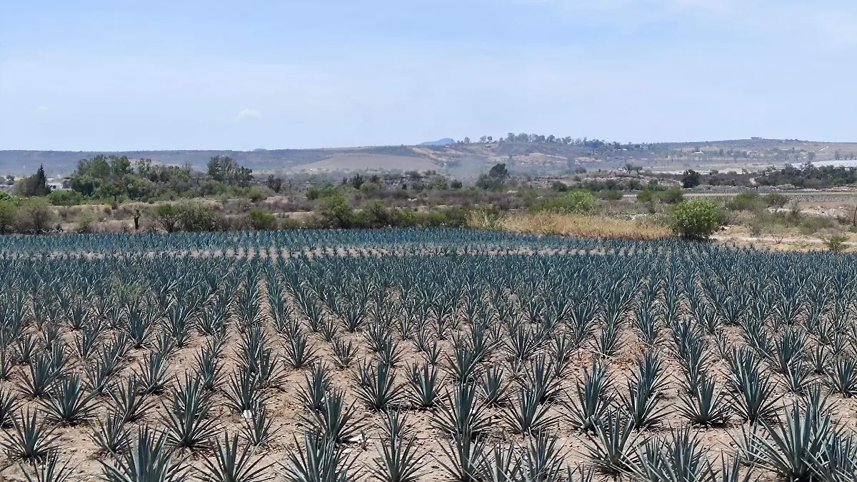 GUANAJUATO – APRUEBAN REFORMAS EN MATERIA DE PRODUCCIÓN DE AGAVE